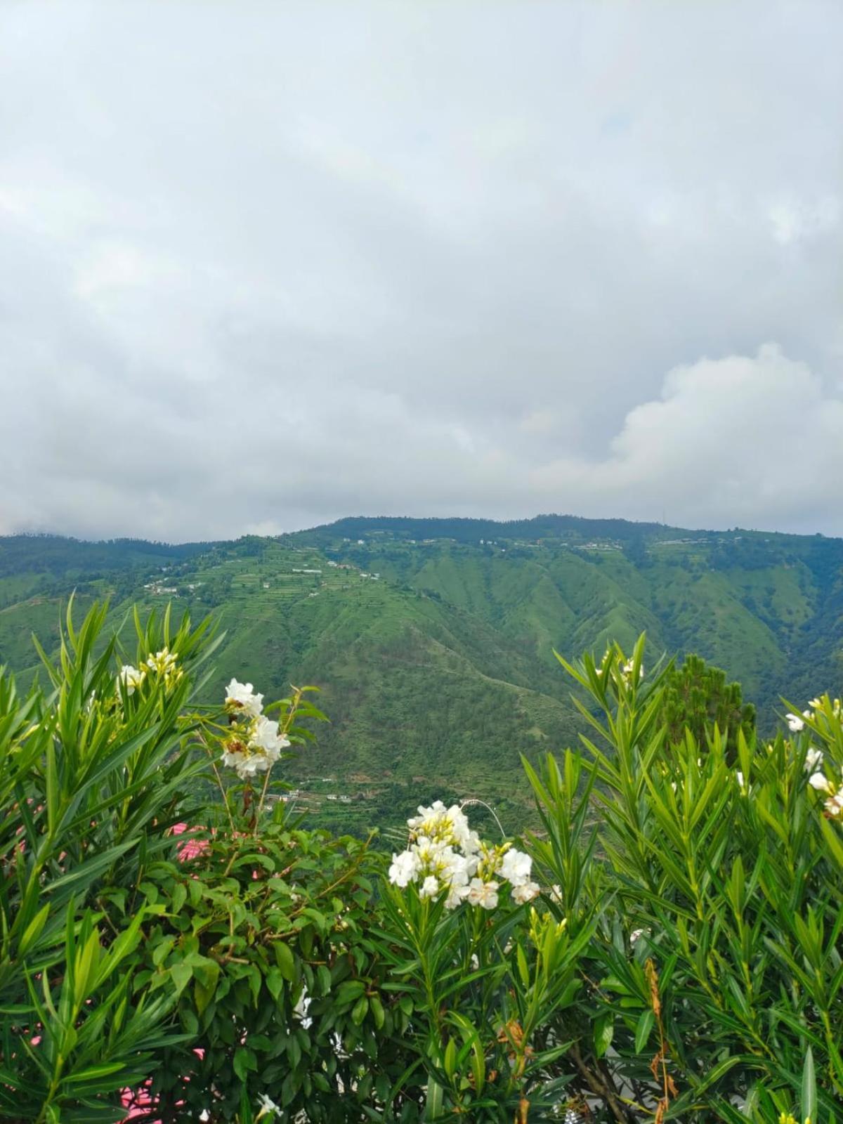 Little Heart Resort Chail Exteriér fotografie